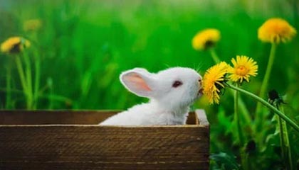 爱游戏-勇士遭遇伤病困扰核心缺阵，勇士受伤球员